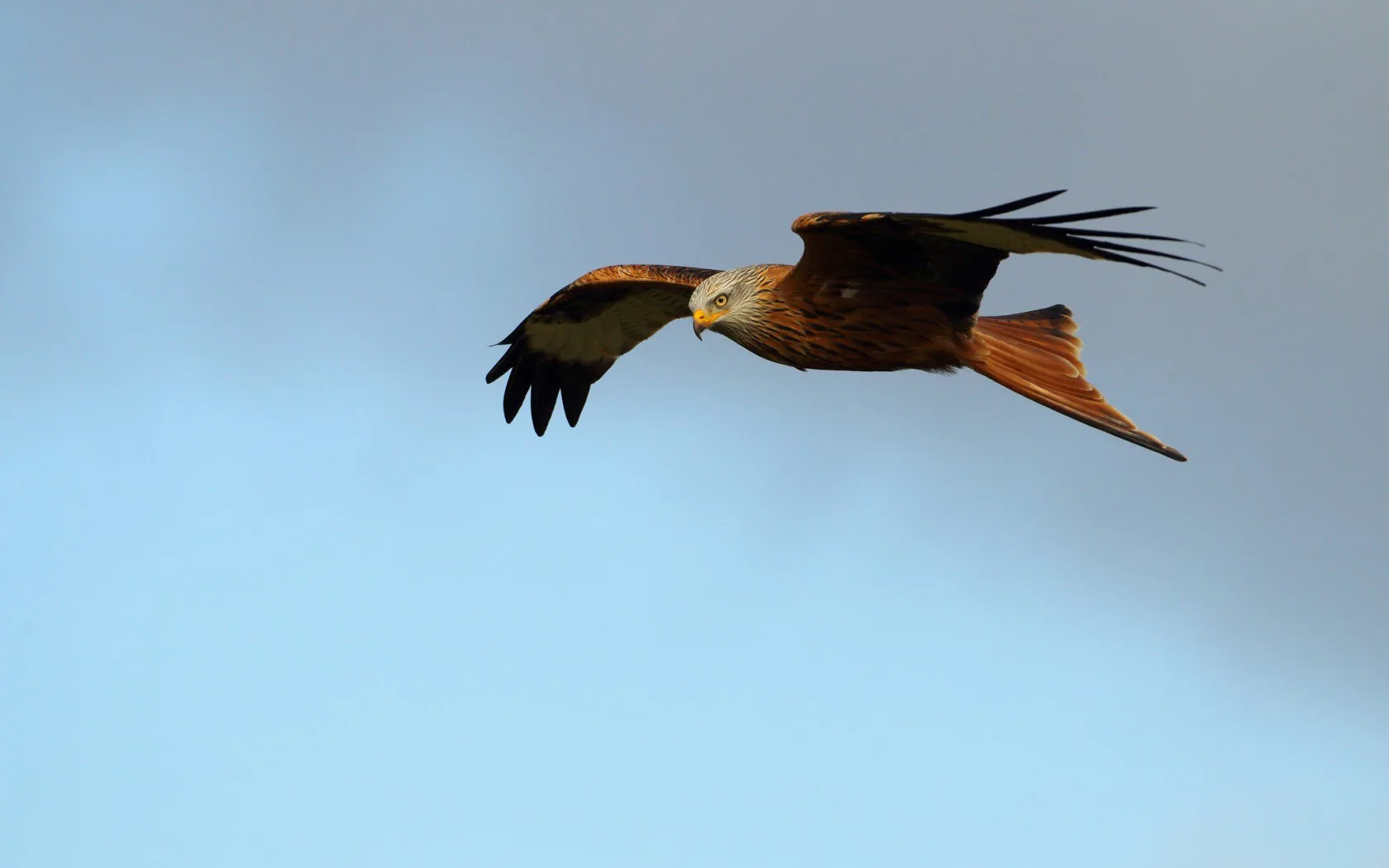 Red kite flying against a blue and grey sky.